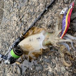 アオリイカ連発！