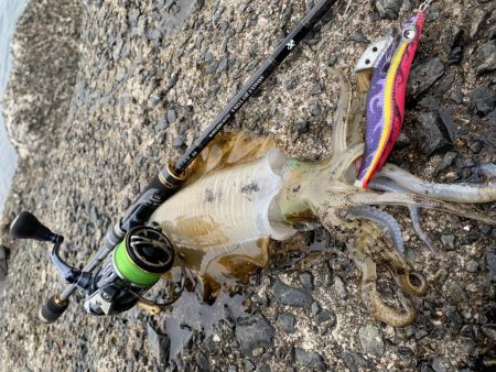 アオリイカ連発！