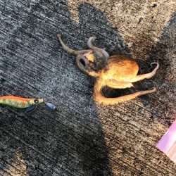 オクトパッシング