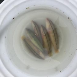 発のサンバソウ