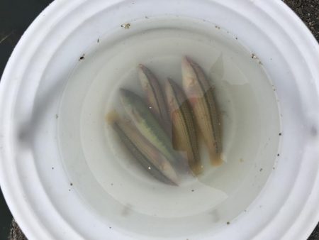 発のサンバソウ