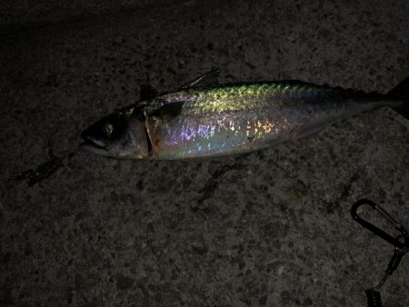 梅雨前ラスト鯖