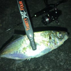 強風下のアジング