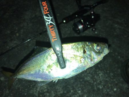 強風下のアジング