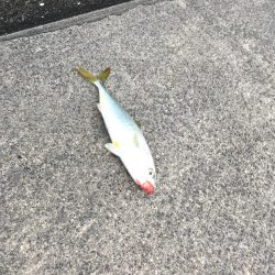 マリンピアでモジャコ