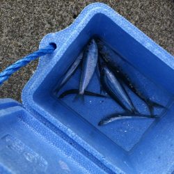 サビキ釣り