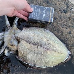 モンゴウイカ、回遊魚