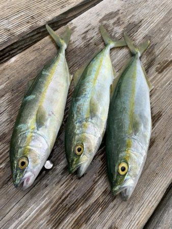 ライトショアジギング