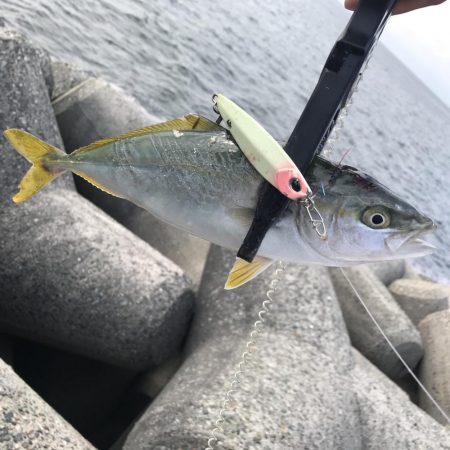 とりあえず青物…。