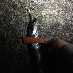 どっかいったか?