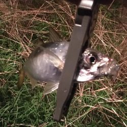 かろうじて居てました^ ^