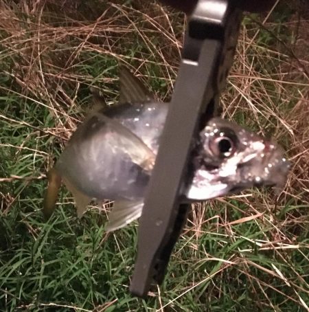 かろうじて居てました^ ^