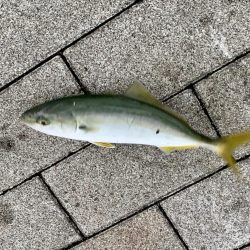 コスモスクエアでツバス