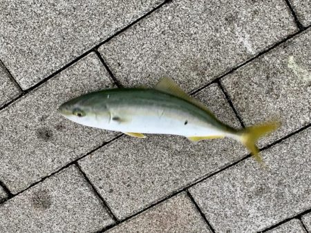 コスモスクエアでツバス