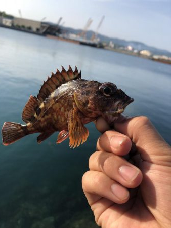 ショアジギング&穴釣り