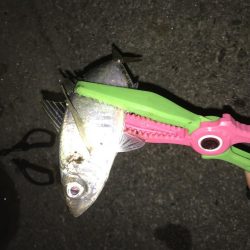 エギング アジング