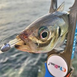 潮飛びアジング！