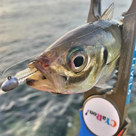 潮飛びアジング！