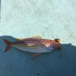 牟岐沖でルアーゲーム