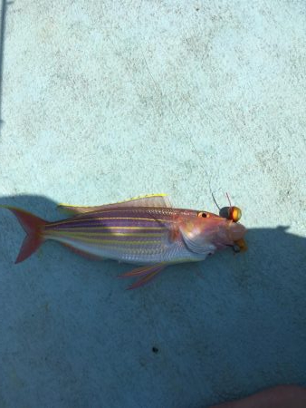 牟岐沖でルアーゲーム