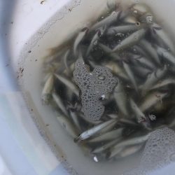 またまたサビキにショアジギング