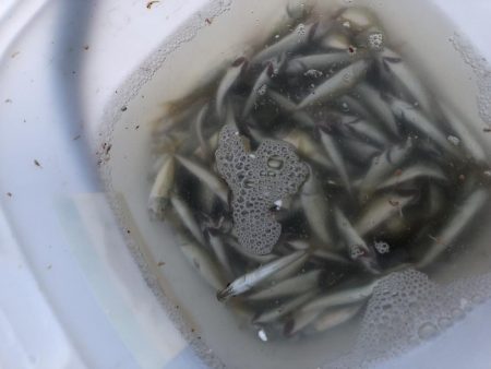 またまたサビキにショアジギング