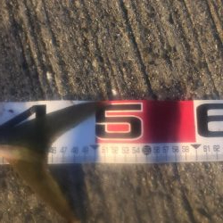 シーバス狙いのはずが・・・