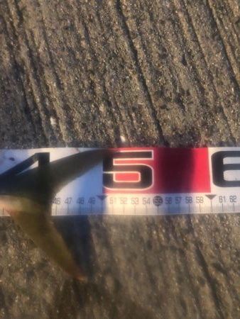 シーバス狙いのはずが・・・