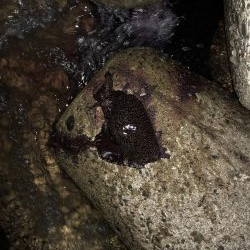 あたりはあるが