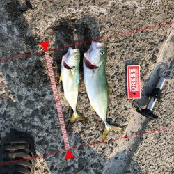 神戸港ツバス・モジャコ