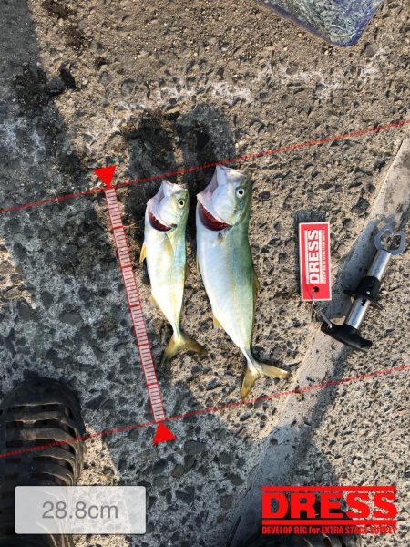 神戸港ツバス・モジャコ