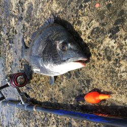 デイフカセチヌ釣り