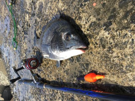 デイフカセチヌ釣り