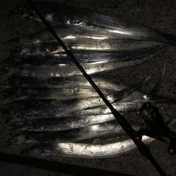 イキナリ思い立ってタチウオ狩り