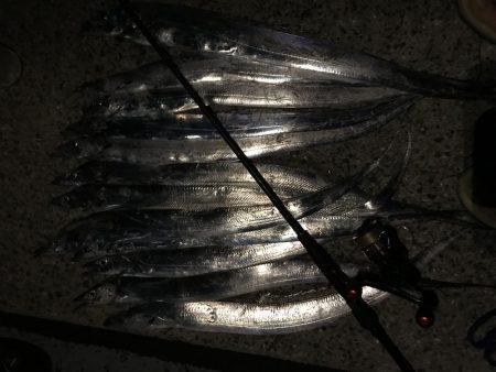 イキナリ思い立ってタチウオ狩り