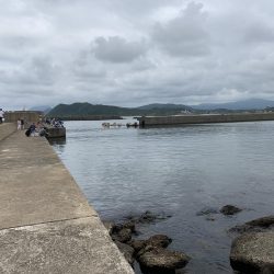 アジ、溜まってます！