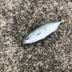 ショアジギ ゲーム