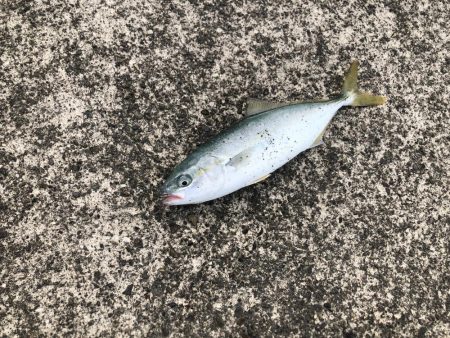 ショアジギ ゲーム