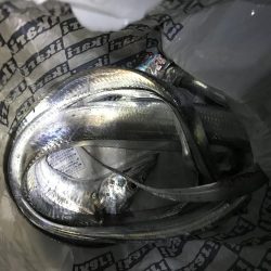 今年初の太刀魚