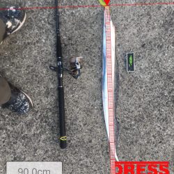 和歌山太刀魚シーズン好調