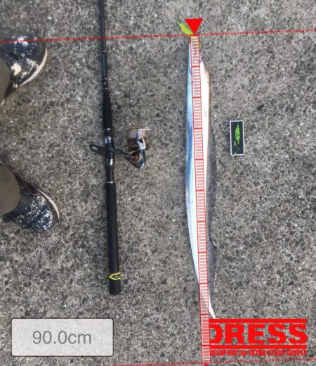 和歌山太刀魚シーズン好調