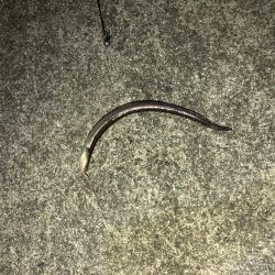 ちょいしぶアナゴ