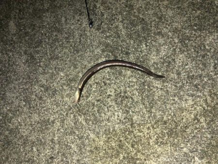 ちょいしぶアナゴ