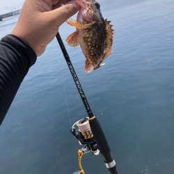 ショアジギとライトゲーム