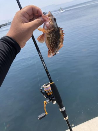 ショアジギとライトゲーム