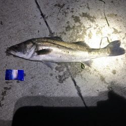 2日連続シーバス