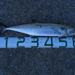 サゴシのベイトはセットアッパー