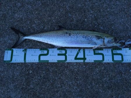 サゴシのベイトはセットアッパー