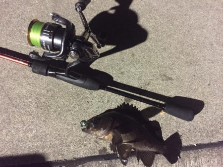 なぐさめバル(つω･`)⊃