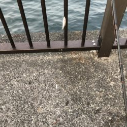 豆アジの季節 おせんの季節